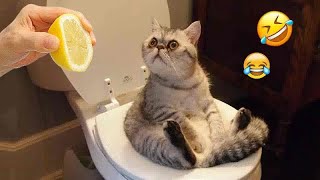New Funny Animals 😽🐕‍🦺 Best Funny Dogs and Cats Videos Of The Week by AAAF Pets 5,523 views 1 month ago 32 minutes