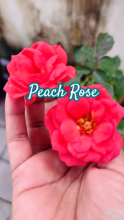 “The Charm of My Roses”#shorts #rose #flowers