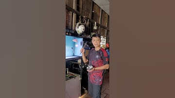 Cách tập cho cá rồng ăn sung | cá rồng kè mồi #arowana #caucathugian #guppy