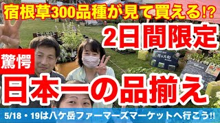 【宿根草　大特価SALE】2日間限定で日本一の品揃え‼︎300品種が見て買える⁉︎オンラインショップでも特別企画で販売！数量限定なので急げ！Ver352【カーメン君】【チューリップ】【球根】【宿根草】