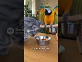 Cat vs Red Parrot Mine Food 😂😂😂#pets #cat #best