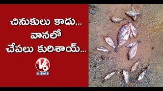 Fish Rain In Phethai Cyclone Effect Areas In Andhra Pradesh | V6 Ne...