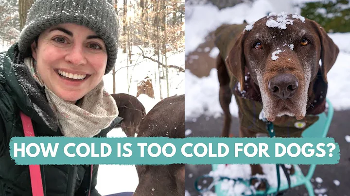How Cold is TOO Cold for Your Dog? Expert Advice Inside!
