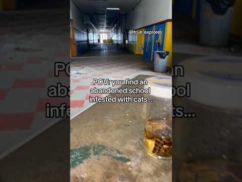 POV: you find an abandoned school infested with cats…