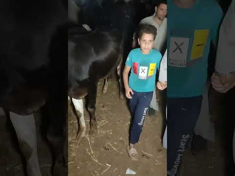 الان سوق المواشي بدمنهور اسعار العجول البقري القنية 9 8 2025