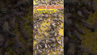النحل الغنامي في السعودية ? algnami bees in Saudi Arabia تربية_النحل خلية_النحل