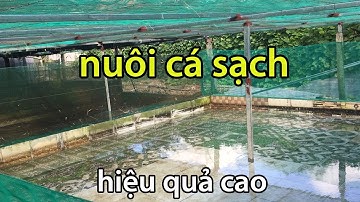 Xây Dựng Hồ Nuôi Cá Lóc Cá Trê Bể Xi Măng Hiệu Quả Chất Lượng | Trại Cá Phú Yên