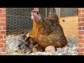 CUANTAS VECES SE ENCLUECA UNA GALLINA AL AÑO?🐔🐓🐤🐣🐥/Las Mascotas de Peluche.