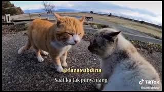 Lagu pura pura lupa (kucing cover)