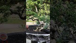 kawistabatu bonsai pameranbonsainasional ppbi pamnasbonsai