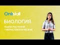 Биология 6 класс: Ткани растений - Меристематические