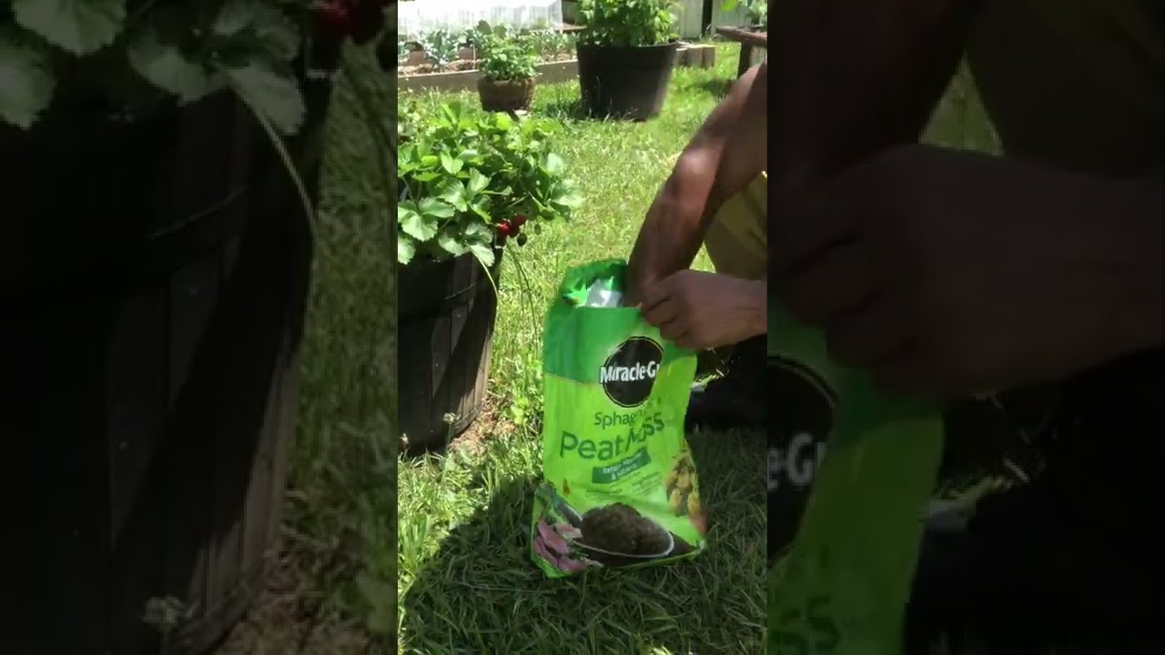 How To Grow Strawberries Larger And Sweeter Everbearing Shorts Strawberry