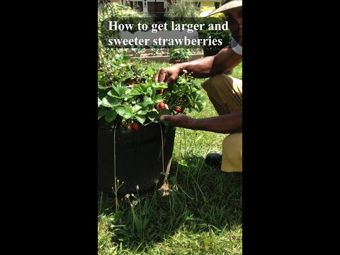Video: Was sind Erdbeeraromen – Aromas Strawberry Plant and Care Guide