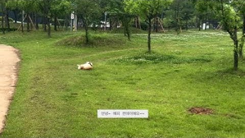 한국인이 영어이름짓는법 How Koreans Choose English Names