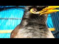 Silahkan Dicoba Untuk Terapi Jalak Nias Jalak Suren Jalak Kebo Suara Jalak Nias Gacor Mp3 - Mp4 Download