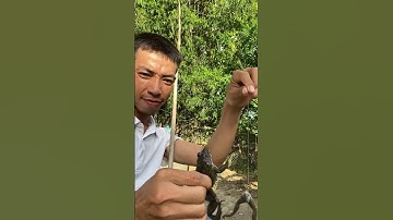 Nhắp ếch không lưỡi câu và chụp bằng tay