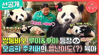 [전지적 참견 시점 선공개] 바오 가족의 귀여운 일상 대공개!???? 엄마 껌딱지 루이바오X후이바오와 육아 …