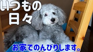 🐶戻ってきた犬の日常。今日は眠たいのでのんびり過ごします。【トイプードルのグリィ】【犬】【dog】【toy poodle】
