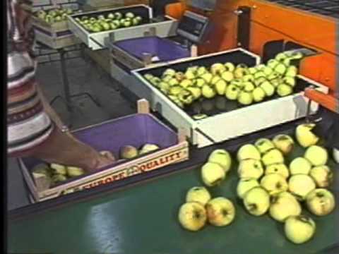 Video: Apple Cherry. Sortsbeskrivelse
