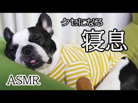 【犬の寝息ASMR】爆音のイビキと時々無呼吸…クセになる音色で癒されてください