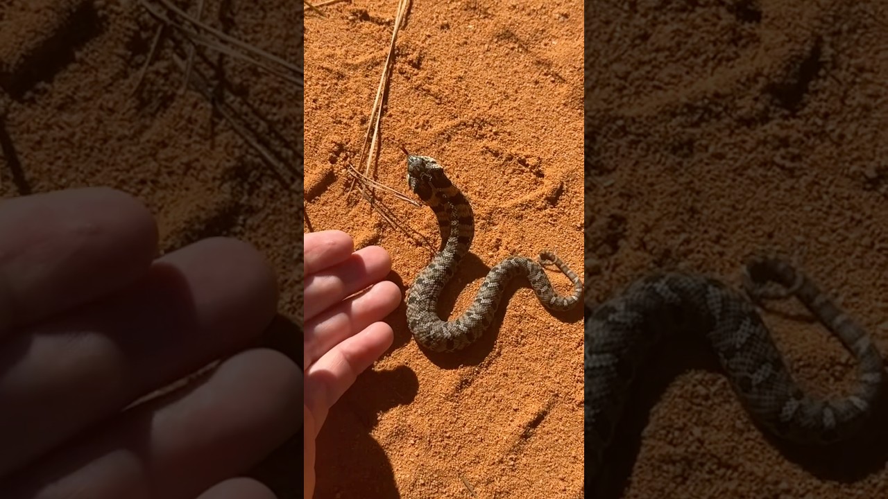 Счастливого Хогтобера! Убираем с дороги детёныша восточного хрюшки!