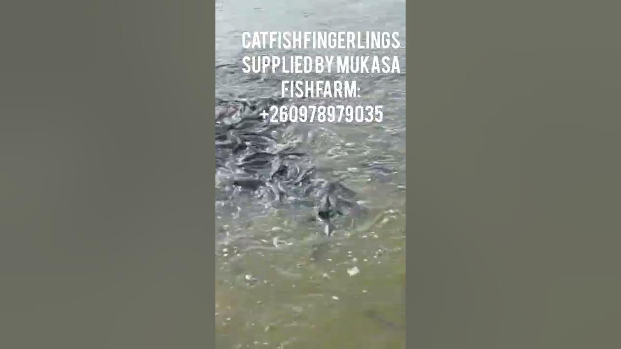 CATFISH FARMING SUPPLIED BY MUKASA FISH FARMZAMBIA YouTube