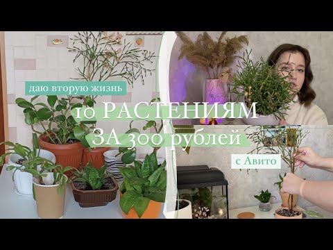 видео: Делаю красивыми 10 растений за 300 рублей с Авито
