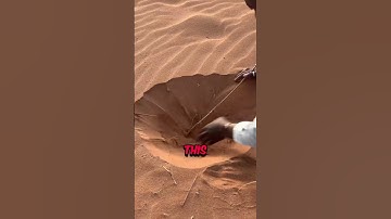 Never do this in the desert
