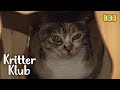 Reason Why Cat Hisses At Her Parents Who Saved Her Life | Kritter Klub