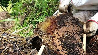 Rescate de nidificación de abejas en la base de un árbol