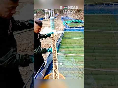 Ternak Ribuan Ekor Siput Sungai