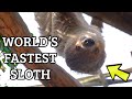 Fastest sloth in the world