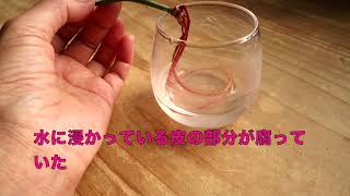 バラの挿し木 水差しです Youtube バラの挿し木 水差しです Youtube