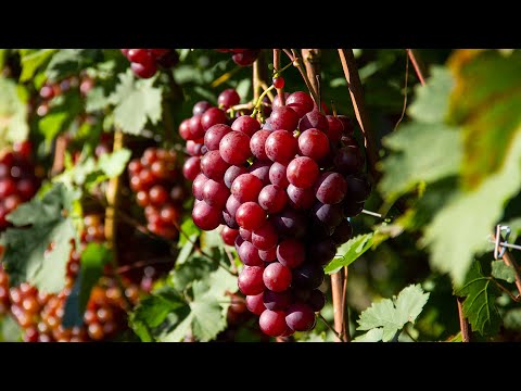 Video: Cena življenjsko Podarjenih Brazgotin