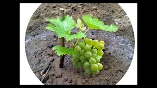 Cara menanam anggur dari biji / agri cambo adventures by a himitsu
https://soundcloud.com/a-himitsucreative commons ??? attribution 3.0
unported??? cc ht...