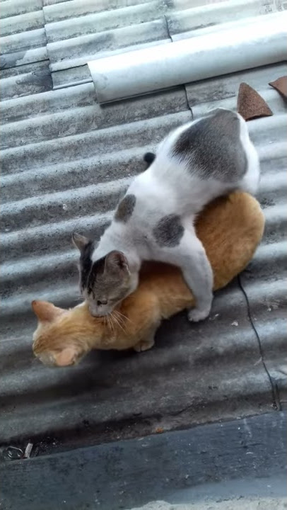 Pemaksaann di siang hari