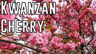 The Biggest Kwanzan Cherry Tree in Connecticut (Champion Tree Hunting)