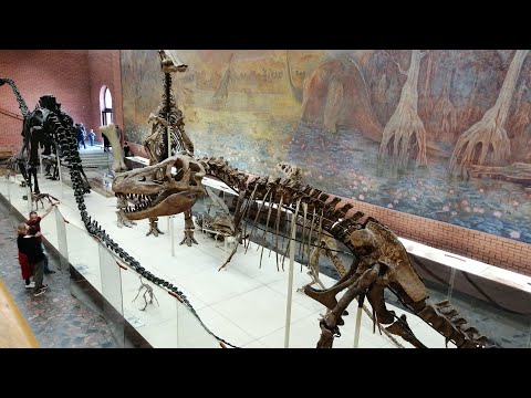 Палеонтологический музей в Москве 2023