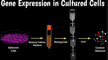 Gene Expression in Cultured Cells | How To Analyze Gene Expression In Cultured Cells |