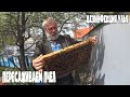 Как правильно пересадить пчелосемью и обработать улей Пчеловодство 2021 Пчеловодство для начинающих