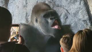 Gorillas Performed Incredible Sign Language
