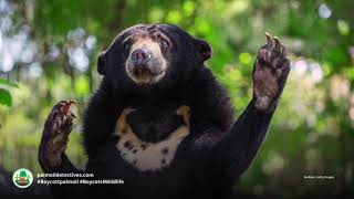 Sun bears are a boisterous small bear spcies endangered from palm oil deforestation