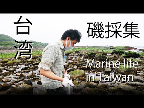 台湾で磯採集をする：台湾国際大学院プログラムでの臨海実習にお邪魔する。2022年3月21日