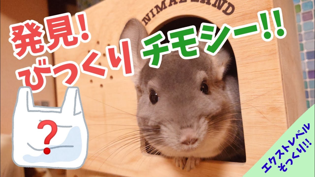 エクストレベルにそっくり 高品質かつ激安の牧草に驚かされっぱなしでした Youtube