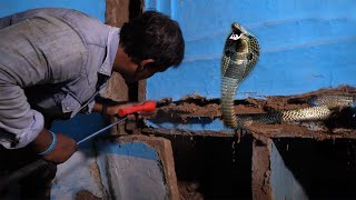 75 साल की बुडी माँ के घर को कोबरा ने किस तरह बनाया अपना बसेरा फिर कैसे निकला | Venomous Snake Rescue