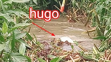 câu cá thiên nhiên bãy sông lớn đụng phải hugo quá sướng tay