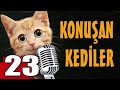 Konuan kediler 23  en komik kedilar