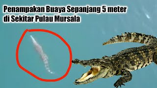 Hoax Buaya Di Dekat Pulau Mursala