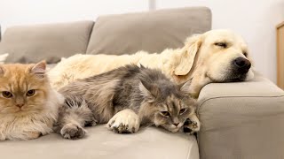 Funny Cats Never Leave a Golden Retriever Alone by This is Bailey 68,455 views 2 weeks ago 1 minute, 41 seconds