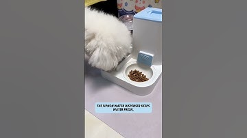 2-in-1 Automatic Pet Feeder: Perfect for Busy Pet Parents!